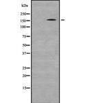 GLI3 Polyclonal Antibody