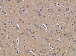 MAPK4 Polyclonal Antibody