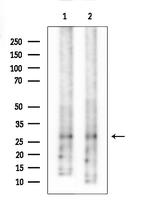 MSX1/MSX2 Antibody in Western Blot (WB)