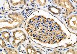 Herpes Simplex Virus Type 7 (strain JI) Antibody in Immunohistochemistry (Paraffin) (IHC (P))
