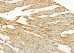 Herpes Simplex Virus Type 7 (strain JI) Antibody in Immunohistochemistry (Paraffin) (IHC (P))