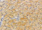 MRPS11 Antibody in Immunohistochemistry (Paraffin) (IHC (P))