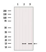 SERF2 Antibody in Western Blot (WB)