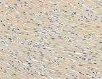 FHL3 Polyclonal Antibody