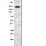 LRRK1 Antibody in Western Blot (WB)