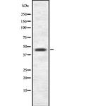 AGK Polyclonal Antibody