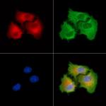 FAM111B Polyclonal Antibody