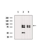 FAM111B Antibody in Western Blot (WB)