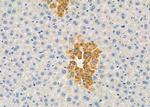 TNFAIP8L1 Antibody in Immunohistochemistry (Paraffin) (IHC (P))