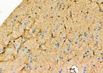 TNFAIP8L1 Antibody in Immunohistochemistry (Paraffin) (IHC (P))