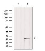 TNFAIP8L1 Antibody in Western Blot (WB)