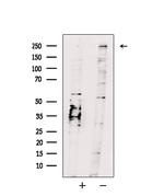 MORF Polyclonal Antibody