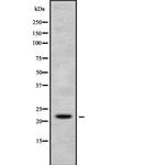 H1FX Polyclonal Antibody