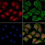 SPZ1 Polyclonal Antibody