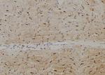 SPZ1 Antibody in Immunohistochemistry (Paraffin) (IHC (P))