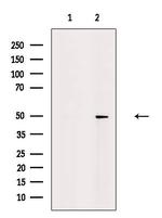 SPZ1 Antibody in Western Blot (WB)