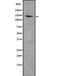 PCDH11X/PCDH11Y Antibody in Western Blot (WB)