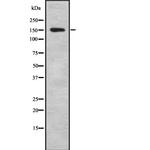 IBTK Antibody in Western Blot (WB)