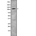 MKL2 Polyclonal Antibody