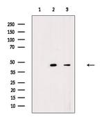 COX15 Antibody in Western Blot (WB)