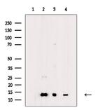 COX5B Polyclonal Antibody