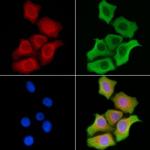 CD320 Polyclonal Antibody