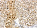 CDK5RAP1 Antibody in Immunohistochemistry (Paraffin) (IHC (P))