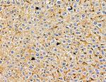 CDK5RAP1 Antibody in Immunohistochemistry (Paraffin) (IHC (P))