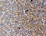 CDK5RAP1 Antibody in Immunohistochemistry (Paraffin) (IHC (P))