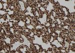 FAM215A Antibody in Immunohistochemistry (Paraffin) (IHC (P))