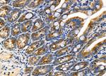 COX3 Antibody in Immunohistochemistry (Paraffin) (IHC (P))