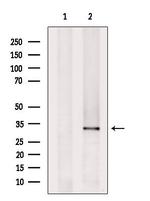 COX3 Antibody in Western Blot (WB)