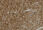 CYP27C1 Antibody in Immunohistochemistry (Paraffin) (IHC (P))