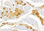 CYP27C1 Antibody in Immunohistochemistry (Paraffin) (IHC (P))