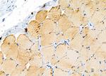CYP27C1 Antibody in Immunohistochemistry (Paraffin) (IHC (P))