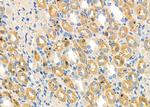 CYP27C1 Antibody in Immunohistochemistry (Paraffin) (IHC (P))