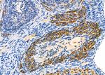 CYP27C1 Antibody in Immunohistochemistry (Paraffin) (IHC (P))