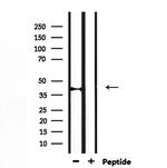 CYP27C1 Antibody in Western Blot (WB)
