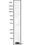 COX8C Polyclonal Antibody