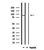CDH26 Polyclonal Antibody
