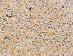 CYP4F8 Antibody in Immunohistochemistry (Paraffin) (IHC (P))