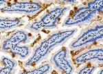 CRLF1 Polyclonal Antibody