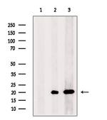 COX7A2 Antibody in Western Blot (WB)