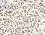 COX7B2 Antibody in Immunohistochemistry (Paraffin) (IHC (P))
