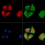 DNAJB5 Antibody in Immunocytochemistry (ICC/IF)