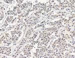 DNAJB5 Antibody in Immunohistochemistry (Paraffin) (IHC (P))