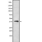 DNAJB5 Antibody in Western Blot (WB)
