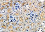 FGF16 Antibody in Immunohistochemistry (Paraffin) (IHC (P))