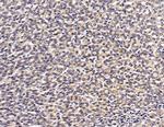 HSBP1 Antibody in Immunohistochemistry (Paraffin) (IHC (P))