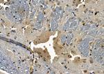 ICEBERG Antibody in Immunohistochemistry (Paraffin) (IHC (P))